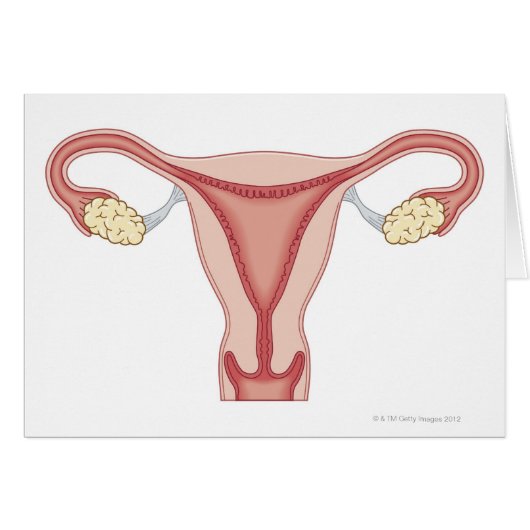 Female Reproductive System 2 Cards (Front Horizontal)