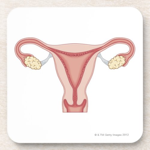 Female Reproductive System 2 Drink Coaster
