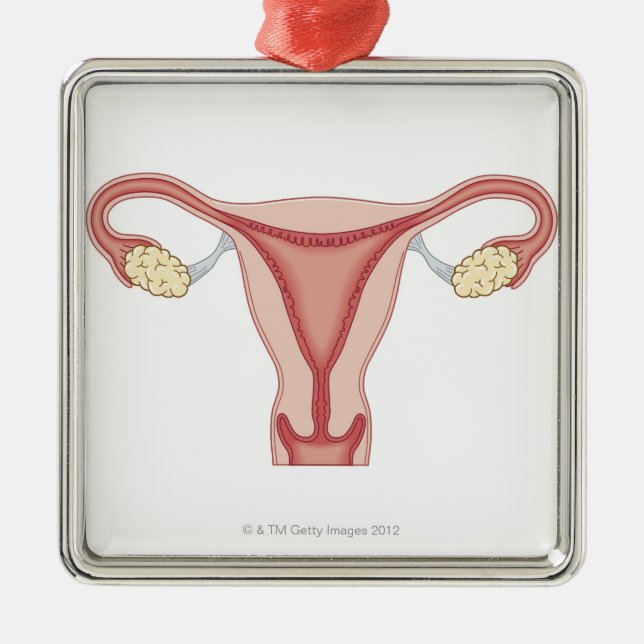 Female Reproductive System 2 Metal Ornament (Front)