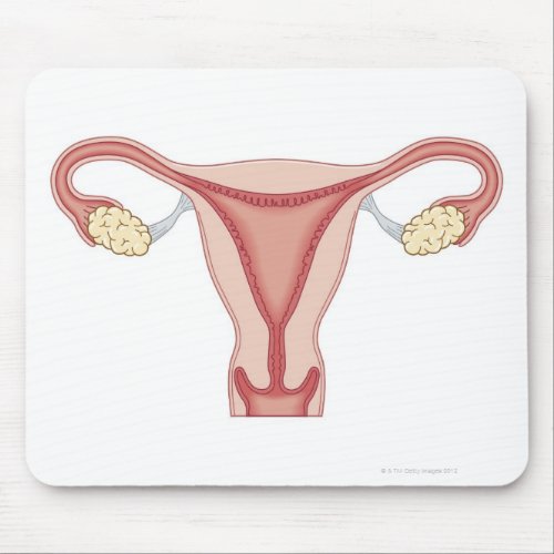 Female Reproductive System 2 Mouse Pad