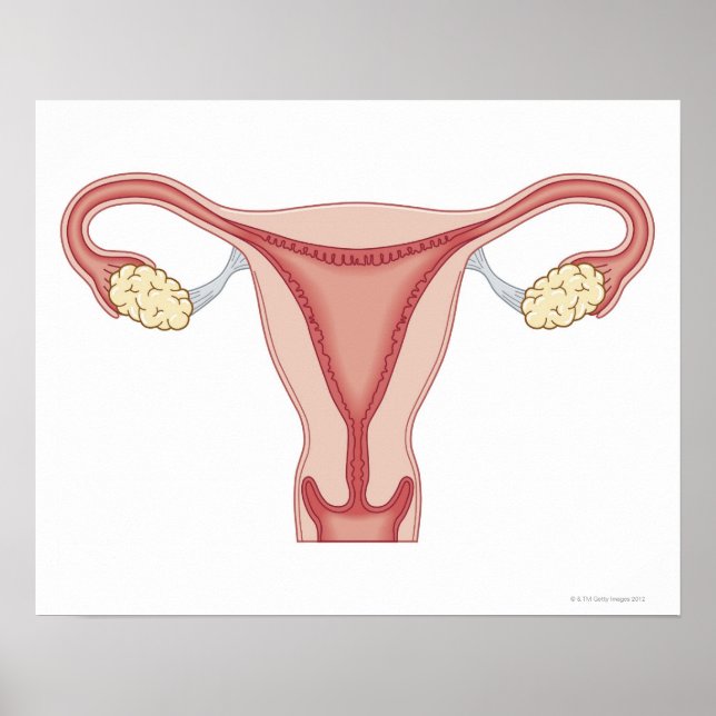 Female Reproductive System 2 Poster (Front)
