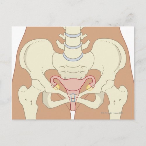 Female Reproductive System 3 Postcard
