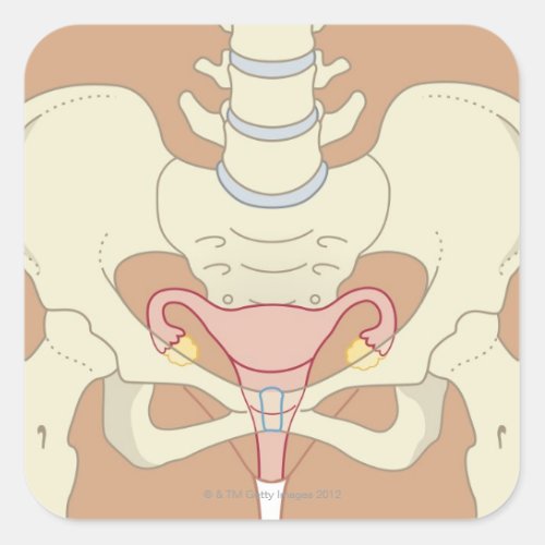 Female Reproductive System 3 Square Sticker