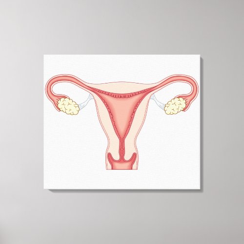 Female Reproductive System Canvas Print