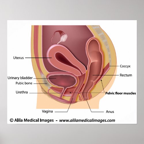 Female reproductive system labeled diagram poster