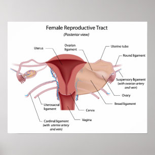 Female reproductive system labeled diagram poster