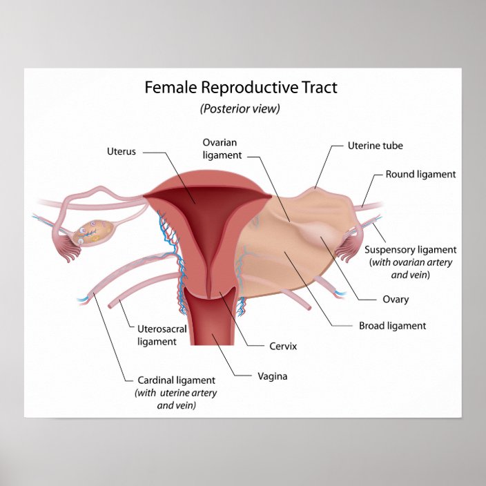 Female Reproductive System Labeled Diagram Poster 