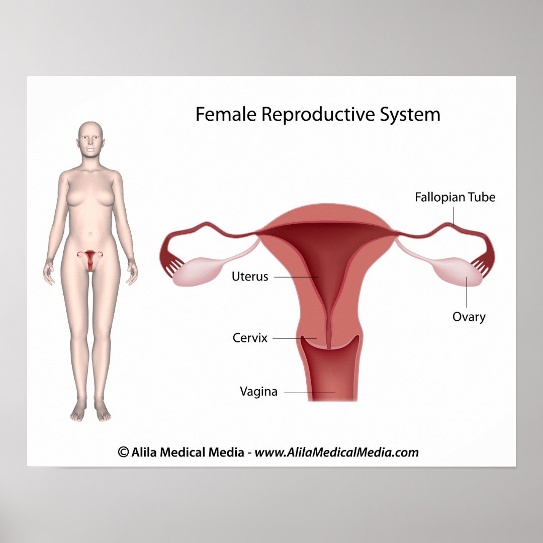 Female Reproductive System Labeled Poster Zazzle