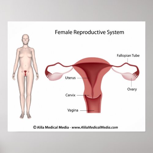 Female Reproductive System labeled Poster