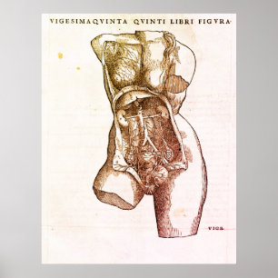 Female Reproductive System Medical Illustration Poster