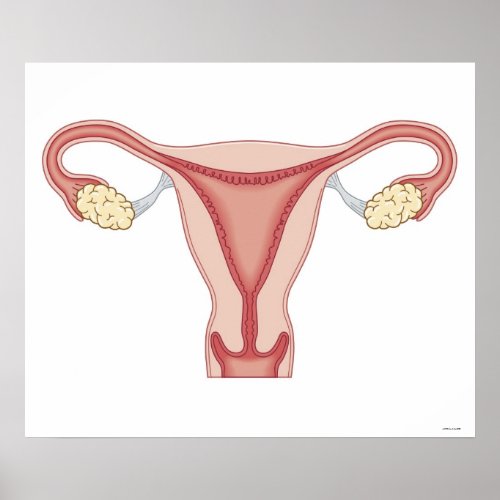 Female Reproductive System Poster