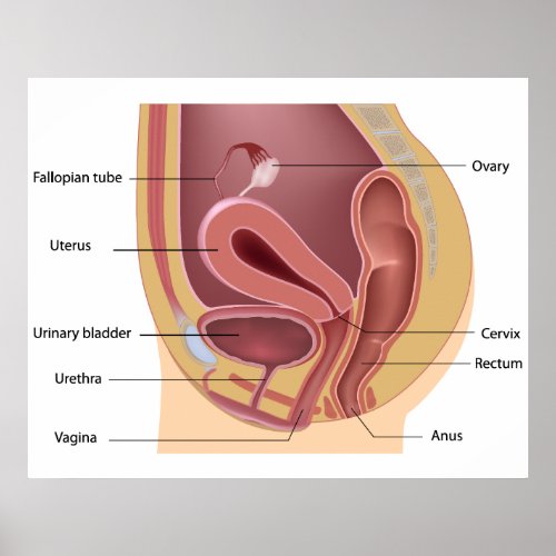 Female reproductive system Poster