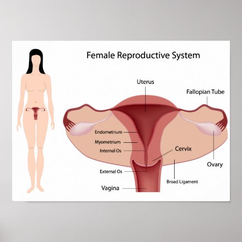 Female Reproductive System Poster