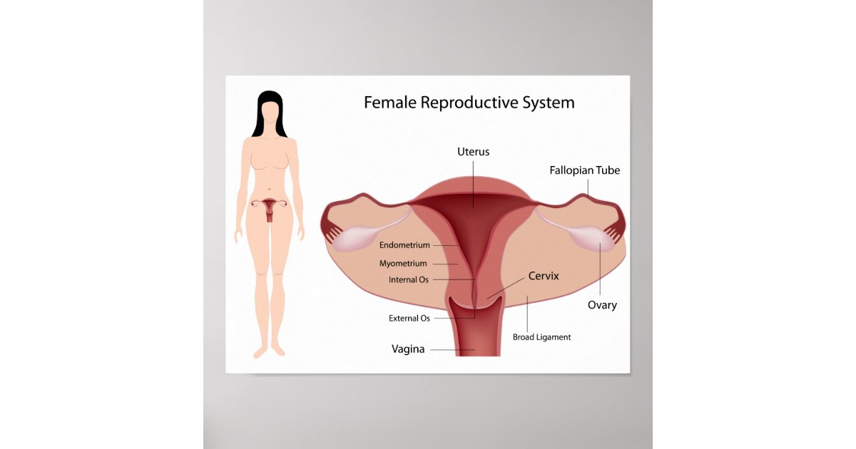 Female Reproductive System Poster Zazzle 