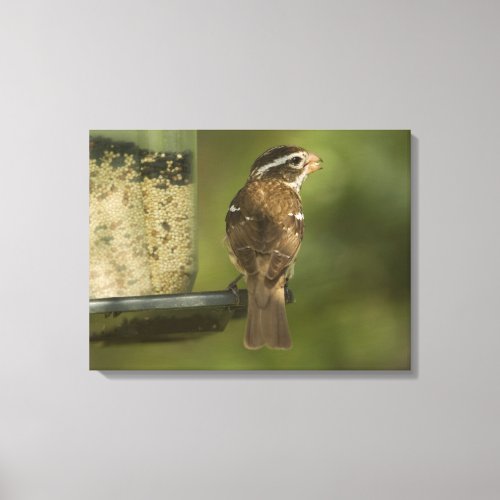 Female Rose_breasted grosbeak at feeder Canvas Print