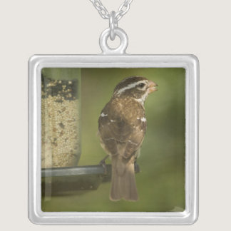 Female) Rose-breasted grosbeak at feeder, Silver Plated Necklace