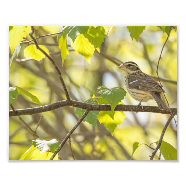 Female Rose Breasted Grosbeak Photography Print (Front)