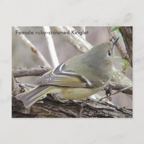 Female ruby_crowned kinglet A Postcard