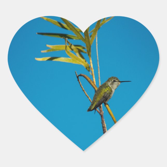 Female ruby-throat hummingbird on tree heart sticker (Front)