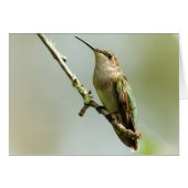Female Ruby-throated Hummingbird (Front Horizontal)