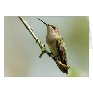 Female Ruby-throated Hummingbird Cards