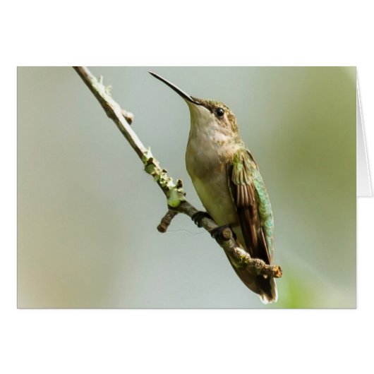 Female Ruby-throated Hummingbird Cards (Front Horizontal)