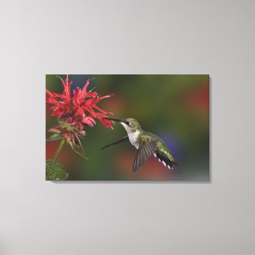 Female Ruby_throated Hummingbird feeding on Canvas Print
