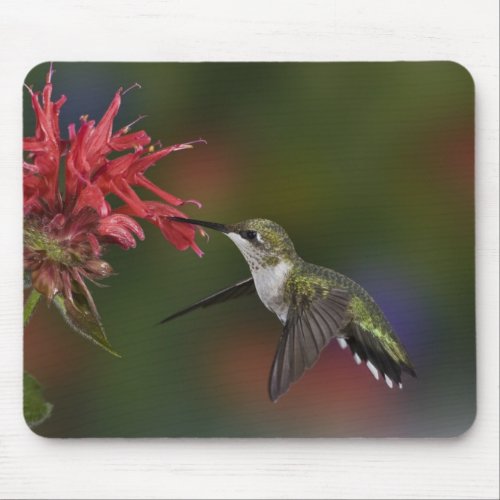Female Ruby_throated Hummingbird feeding on Mouse Pad