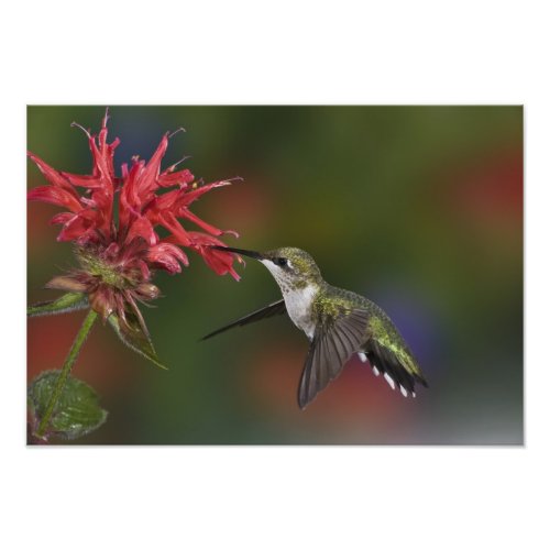 Female Ruby_throated Hummingbird feeding on Photo Print