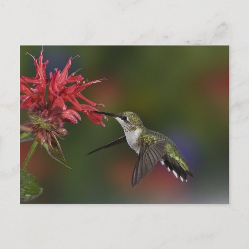 Female Ruby_throated Hummingbird feeding on Postcard