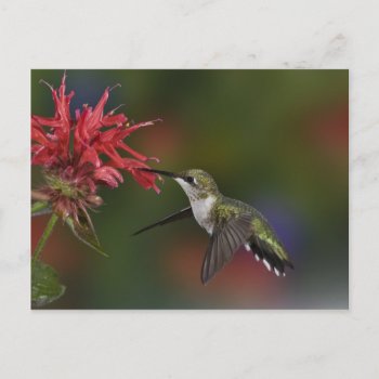 Female Ruby-throated Hummingbird Feeding On Postcard by theworldofanimals at Zazzle