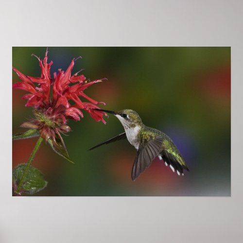 Female Ruby_throated Hummingbird feeding on Poster