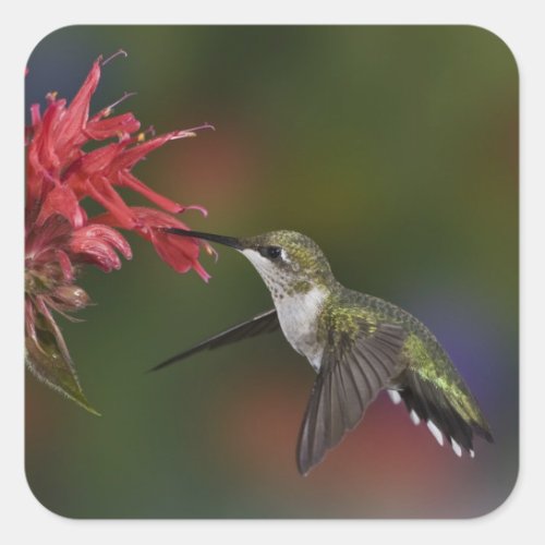 Female Ruby_throated Hummingbird feeding on Square Sticker