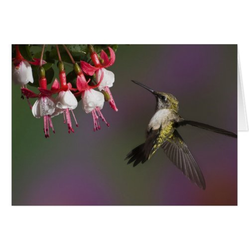 Female Ruby throated Hummingbird in flight