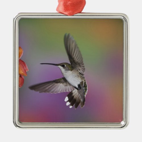 Female Ruby Throated Hummingbird in flight 2 Metal Ornament