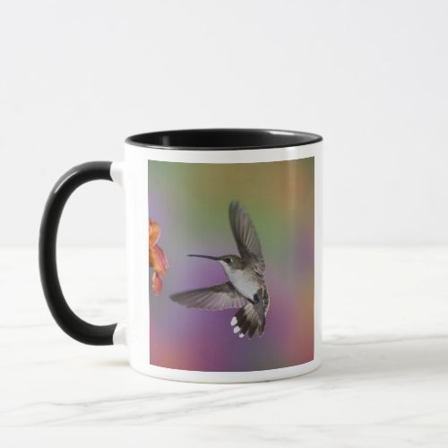 Female Ruby Throated Hummingbird in flight 2 Mug