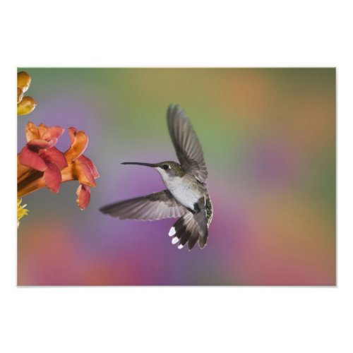 Female Ruby Throated Hummingbird in flight 2 Photo Print