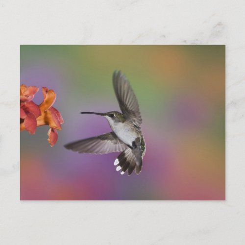 Female Ruby Throated Hummingbird in flight 2 Postcard