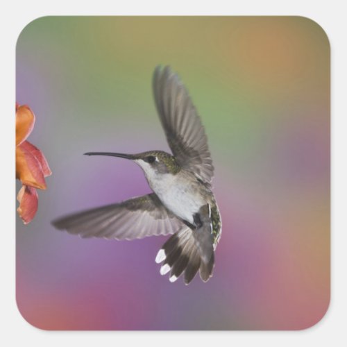 Female Ruby Throated Hummingbird in flight 2 Square Sticker