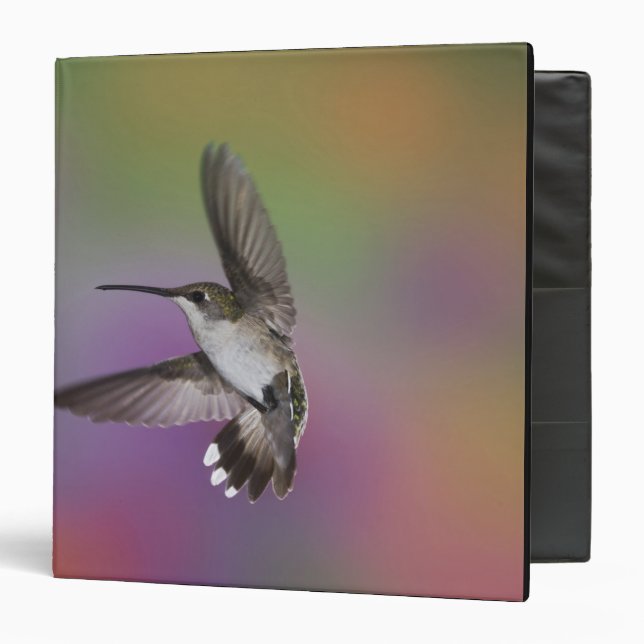 Female Ruby Throated Hummingbird in flight 3 Ring Binder (Front/Inside)