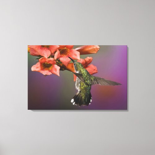 Female Ruby Throated Hummingbird in flight Canvas Print