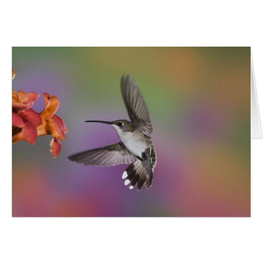 Female Ruby Throated Hummingbird in flight Cards (Front Horizontal)