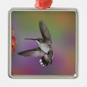 Female Ruby Throated Hummingbird in flight Metal Ornament