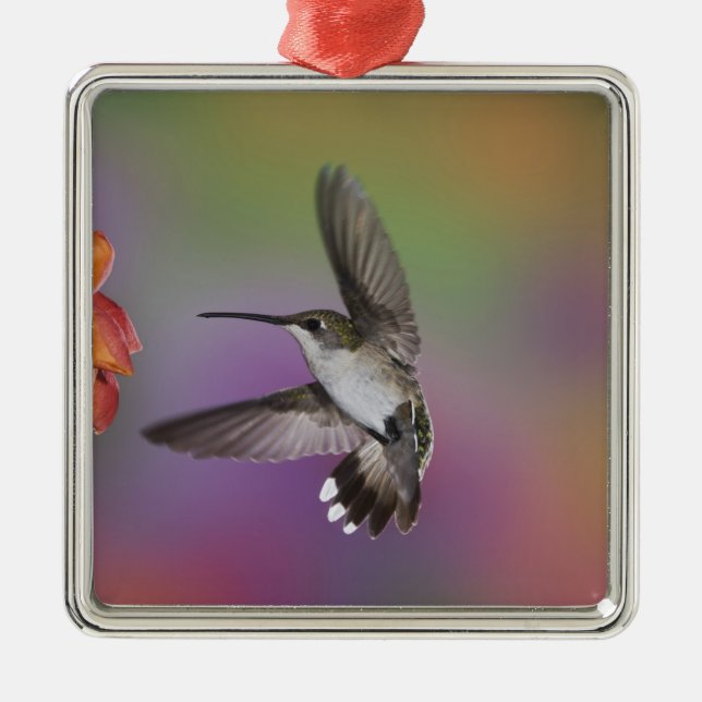 Female Ruby Throated Hummingbird in flight Metal Ornament (Front)