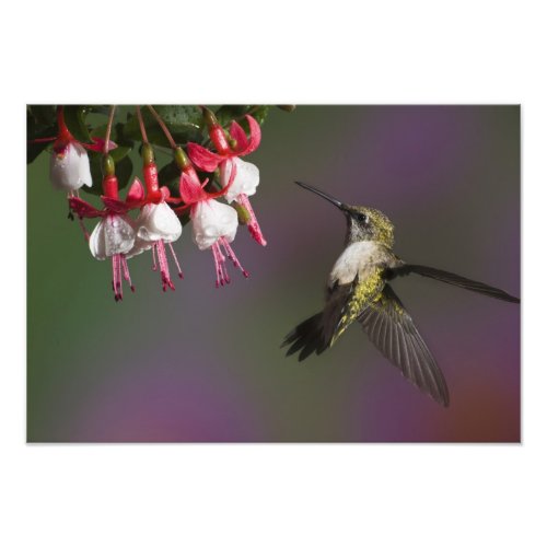 Female Ruby throated Hummingbird in flight Photo Print