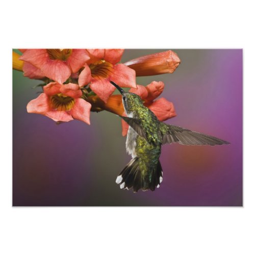 Female Ruby Throated Hummingbird in flight Photo Print