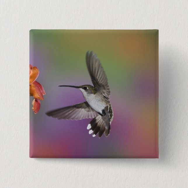 Female Ruby Throated Hummingbird in flight Pinback Button (Front)