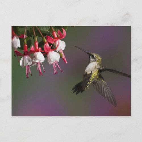 Female Ruby throated Hummingbird in flight Postcard
