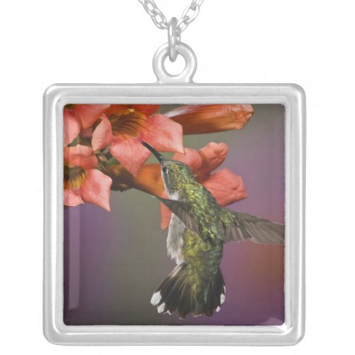 Female Ruby Throated Hummingbird in flight Silver Plated Necklace