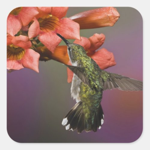 Female Ruby Throated Hummingbird in flight Square Sticker